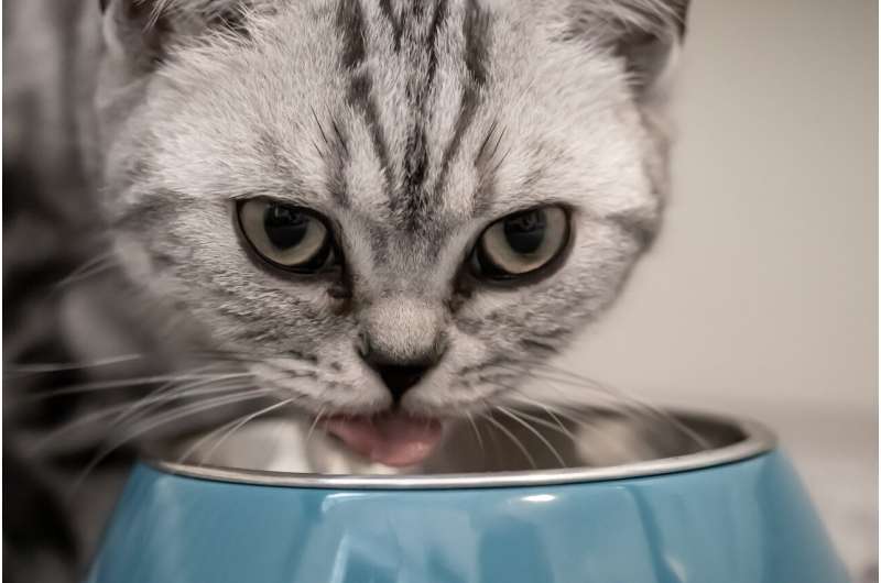 Oregon house cat died after eating pet food that tested positive for bird flu