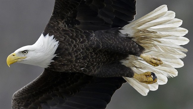 After 240 Years, It’s Finally Official: The Bald Eagle Is America’s National Bird