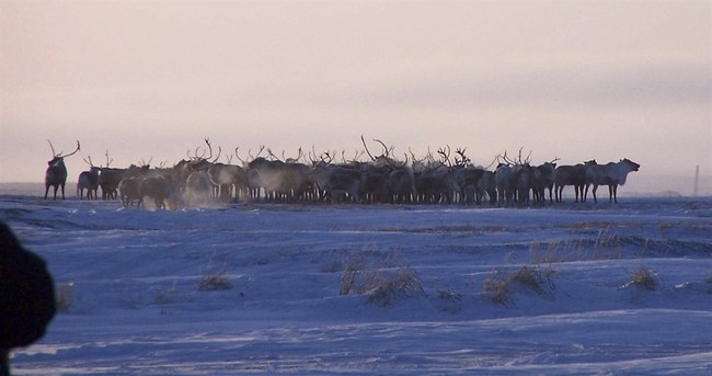 Why Would Santa Choose Reindeer? Because They Are Perfect for Pulling Sleighs.