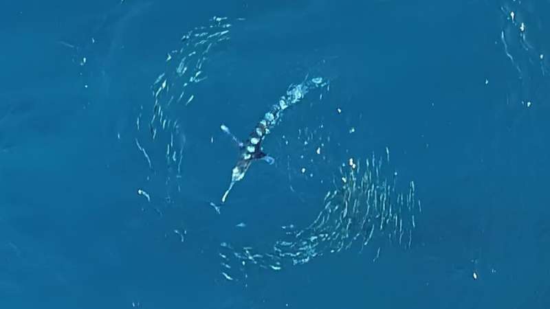 Ocean showdown: How marlin and sardines outsmart each other