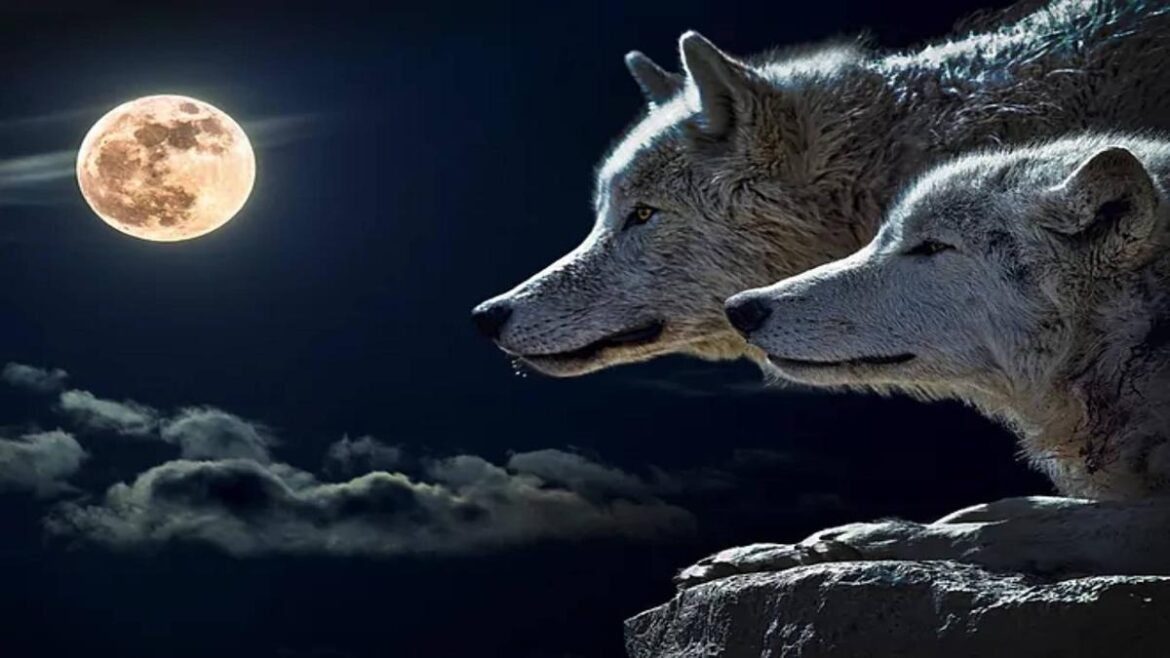 What is the spiritual meaning of the Wolf Moon? The significance of the first full moon of the year