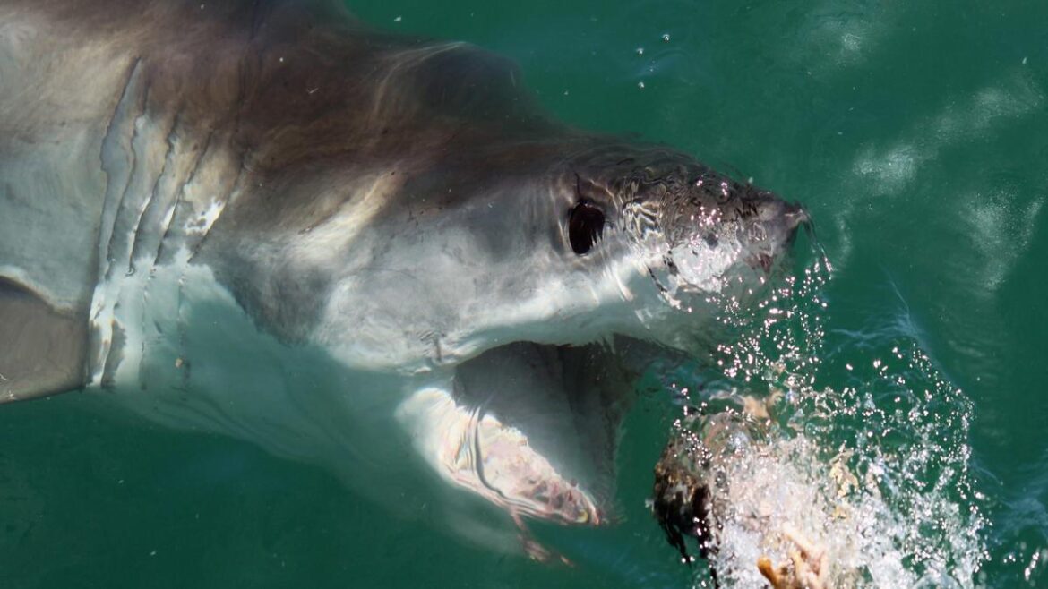 Great White Shark Caught Off Florida’s Coast — This Is What Fishing Dreams Are Made Of