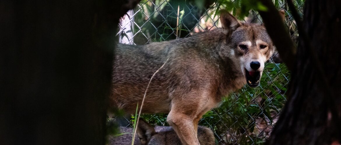 Horrifying Video Shows Wolf Pack Running Up On Hunter