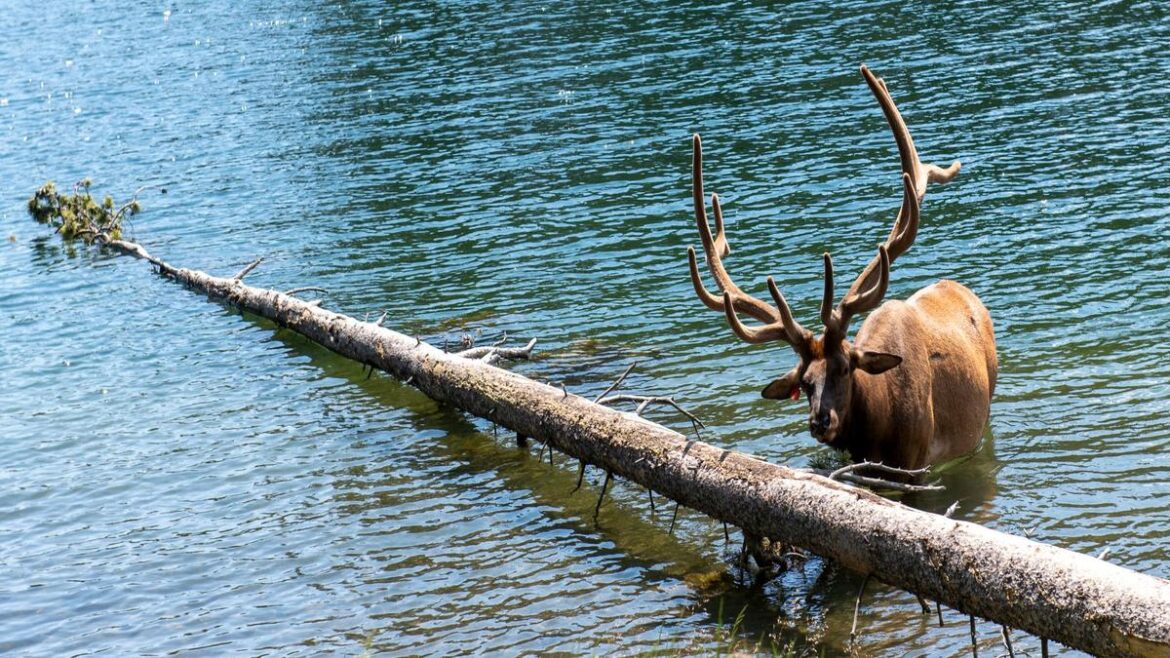 Video Of Gargantuan Elk Herd Is Going Viral — The Views Are Absolutely Incredible