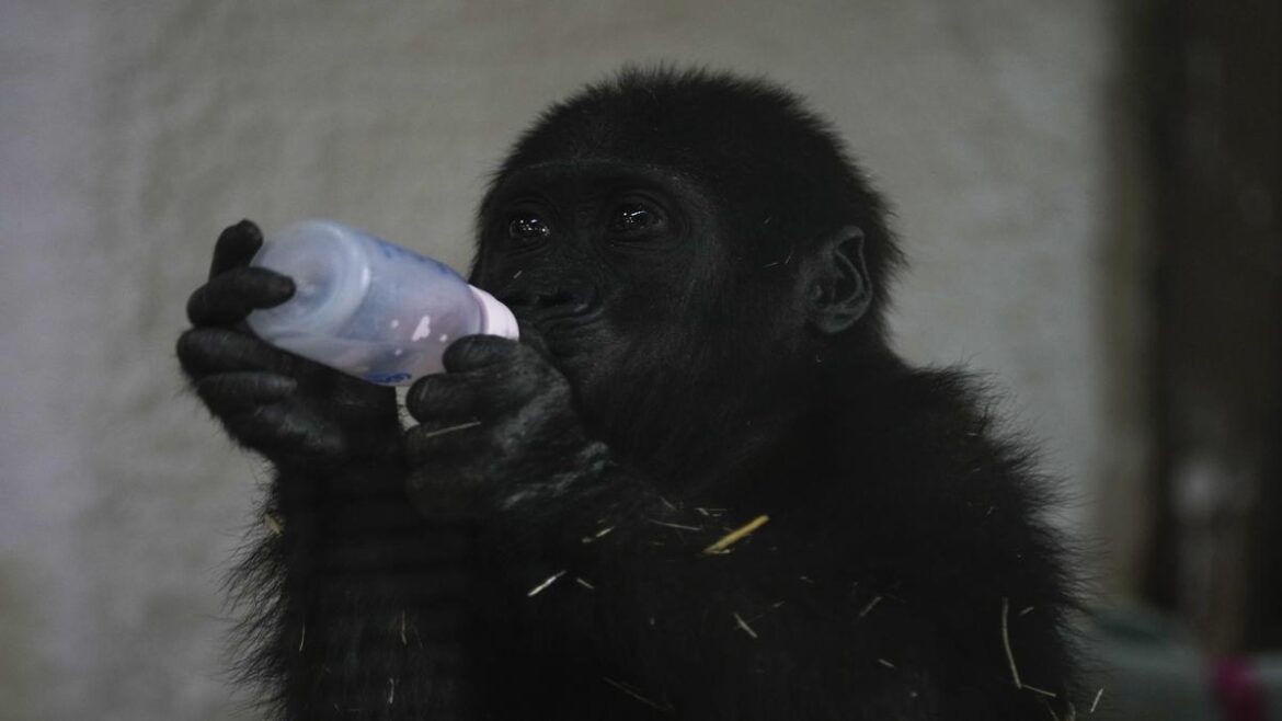 Young Gorilla Rescued From Box In Airplane’s Cargo Hold