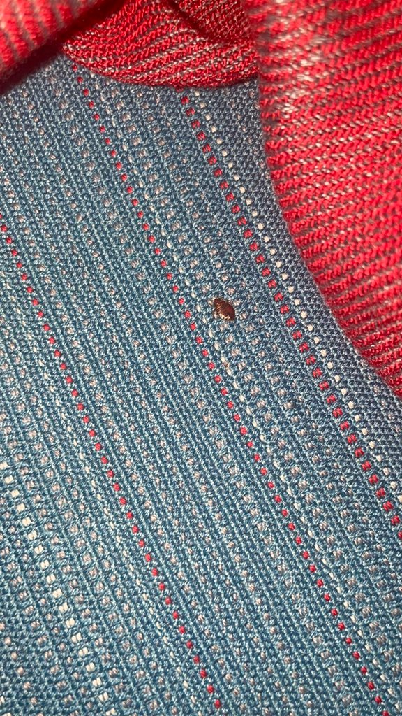 Turkish Airlines’ flights are riddled with bedbugs, passengers say